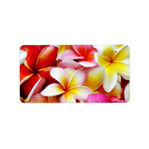 Etiqueta Flor de Havaí do Frangipani do Plumeria
