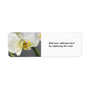Etiqueta Flor de Orquídea Branca