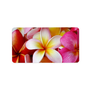 Etiqueta Flor de Plumeria Mistura, Amarelo-Rosa