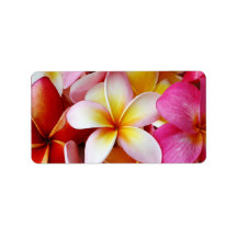 Flor de Plumeria Misturada, Amarela Cor-de-rosa