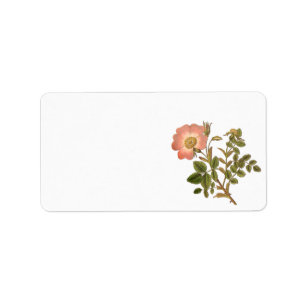 Etiqueta floral bonito - o vintage cor-de-rosa