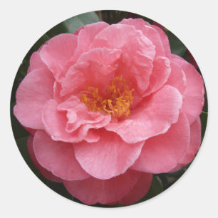 Etiqueta floral da foto da camélia cor-de-rosa