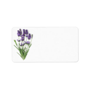 Etiqueta Flores da lavanda isoladas no fundo branco