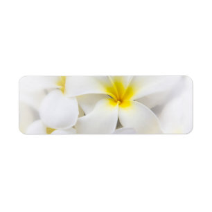 Etiqueta Flores florais do Frangipani branco da flor do