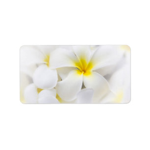 Etiqueta Flores florais do Frangipani branco da flor do
