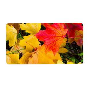 Etiqueta Folhas de carapaça caídas num chão