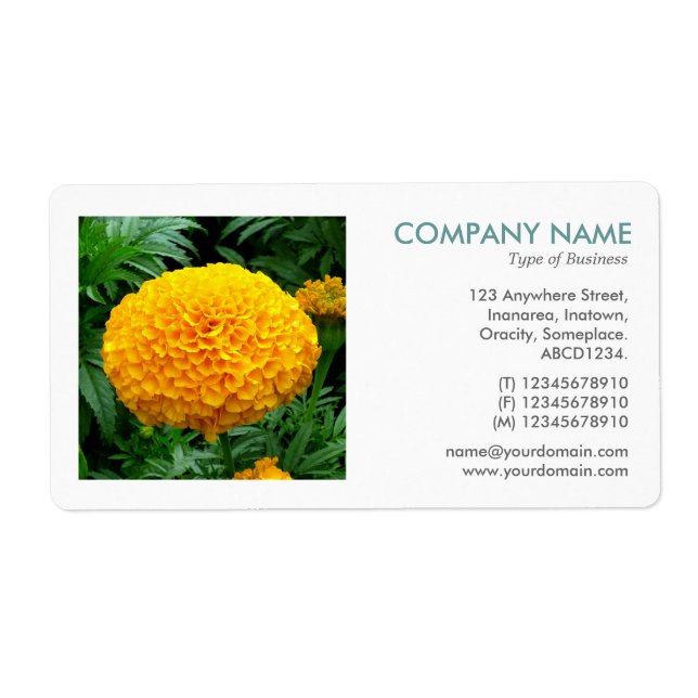 Etiqueta Foto ao quadrado - Chrysanthemum (Frente)