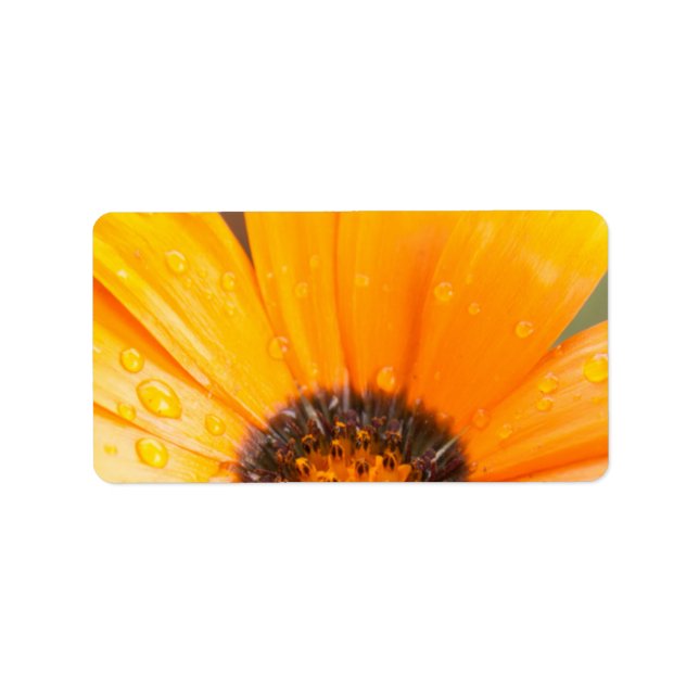 Etiqueta Foto Colorida Daisy Meia Fechada (Frente)