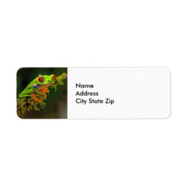 Etiqueta Foto do Sapo de árvore de olhos vermelhos