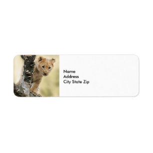 Etiqueta Foto do Wildlife Lion Cub