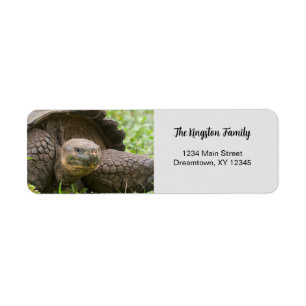 Etiqueta Fotografia de Giant Turtle personalizada Endereço 