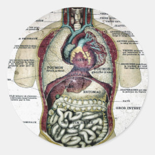 Etiqueta francesa da anatomia do vintage