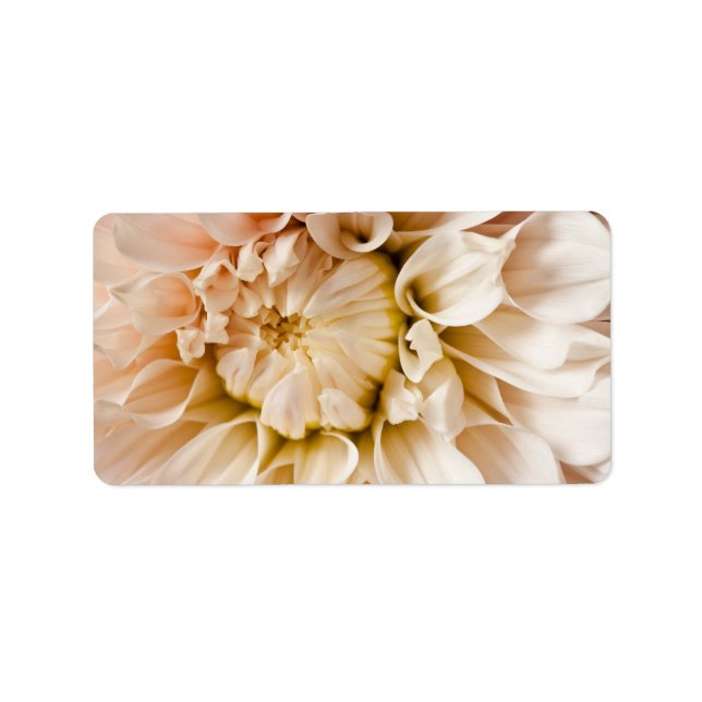Etiqueta Fundo Pêssego, Rosa, Branco e Creme Dahlia (Frente)