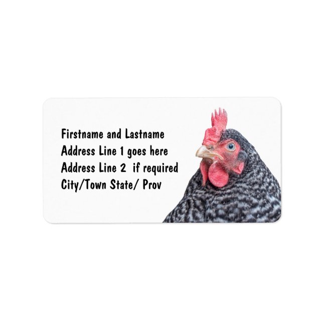 Etiqueta Galinha Picante Barred Rock Lay Hen (Frente)
