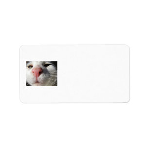 Etiqueta Gatinho curioso