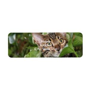 ETIQUETA GATINHO DE BENGAL NO POTHOS