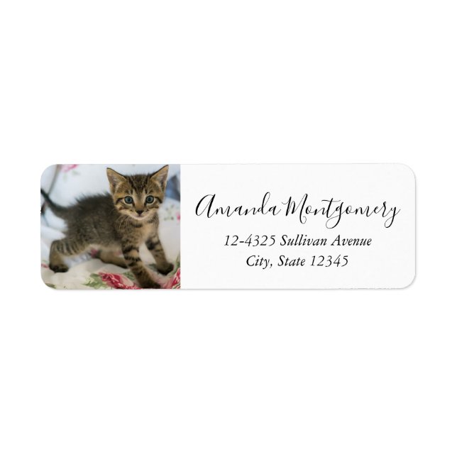 Etiqueta Gatinho Gatinho Gelado, Surpreso (Frente)