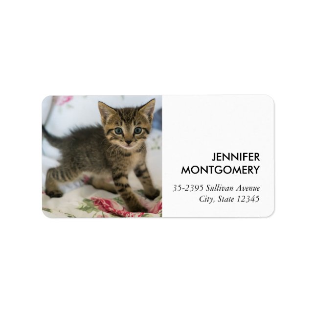 Etiqueta Gatinho Gatinho Gelado, Surpreso (Frente)