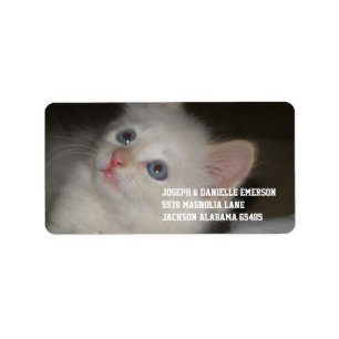 Etiqueta Gatinho precioso