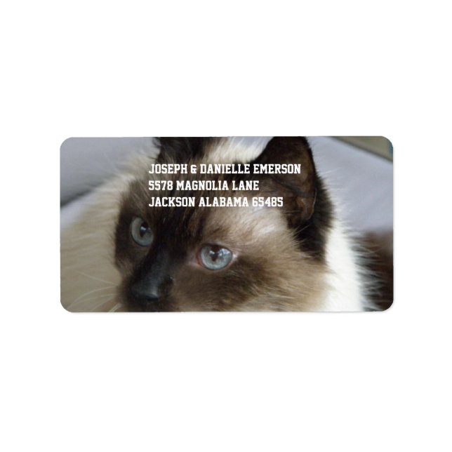 Etiqueta Gatinho Siamese (Frente)