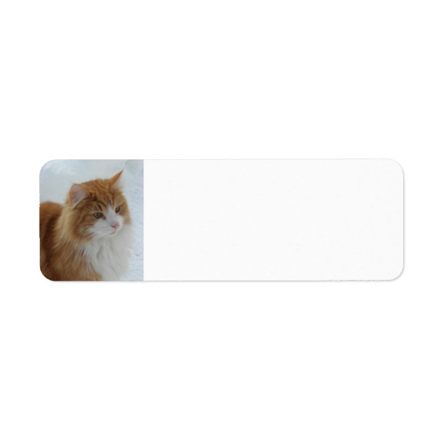 Etiqueta Gato_da_Floresta_Norueguesa (Frente)