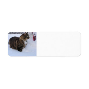 Etiqueta gato florestal norueguês na neve