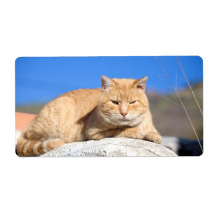 Etiqueta Gato preguiçoso