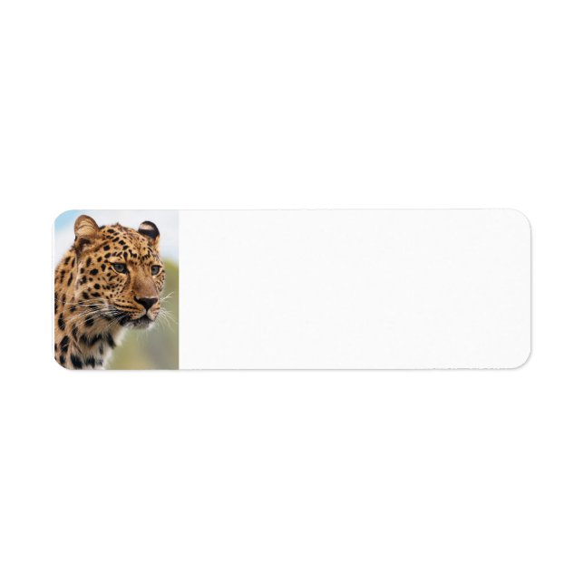 Etiqueta Gatos Selvagens Leopardo (Frente)