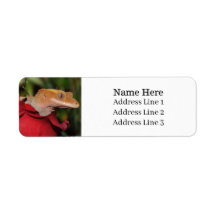 Gecko Lizard preso em um endereço de retorno de Ro