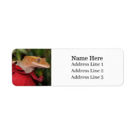 Etiqueta Gecko Lizard preso em um endereço de retorno de Ro