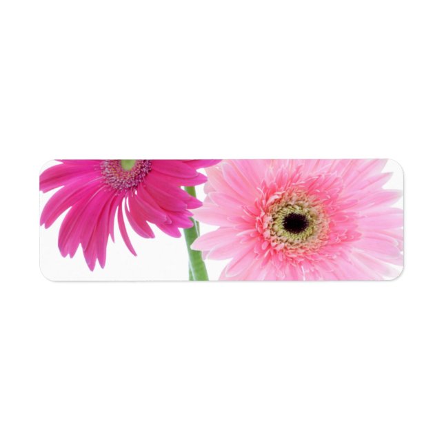 Etiqueta Gerbera Daisy Piink Flowers (Frente)
