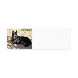 Etiqueta german shepherd preto.png