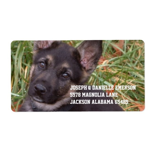 Etiqueta German shepherd Puppy Address Sticker (Frente)