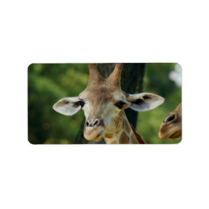 Etiqueta Girafa