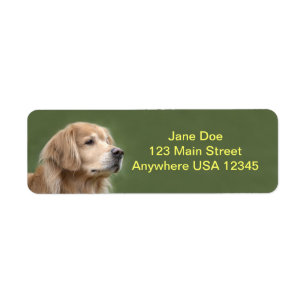 Etiqueta Golden retriever no close up