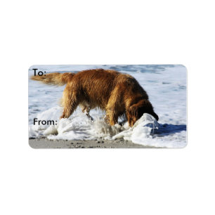 Etiqueta Golden retriever TODOS PARADA! Eu perdi meu