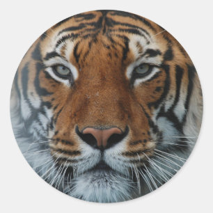 Etiqueta grande do tigre