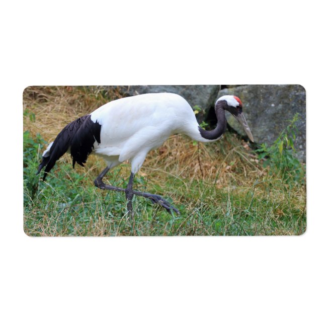Etiqueta Grus japonensis (Frente)