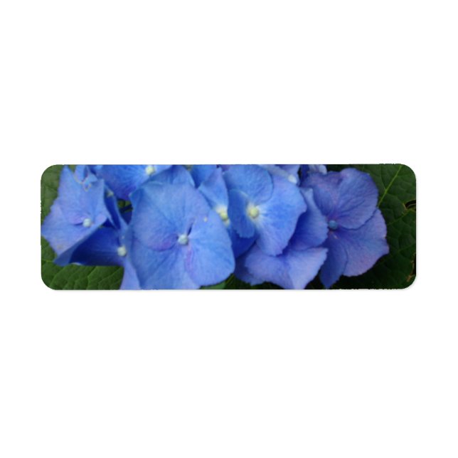 Etiqueta Hydrangeas (Frente)