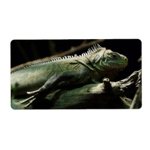 Etiqueta Iguana delicatissima
