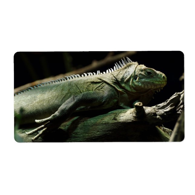 Etiqueta Iguana delicatissima (Frente)