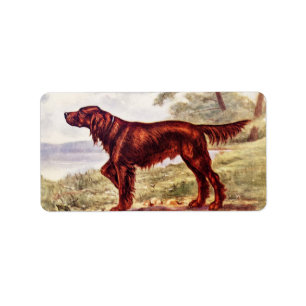 Etiqueta Ilustração 1900 do setter irlandês do cão
