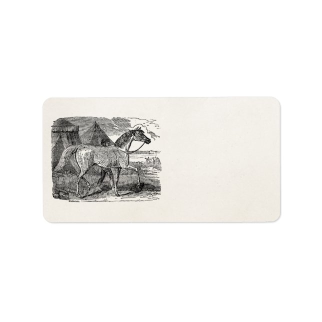 Etiqueta Ilustração da Pirâmide Horse Árabe dos anos 1800 (Frente)