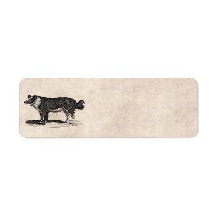 Etiqueta Ilustração do cão de border collie dos 1800s do