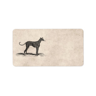 Etiqueta Ilustração do cão do galgo dos 1800s do vintage