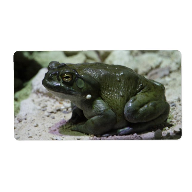 Etiqueta Incilius alvarius (Frente)