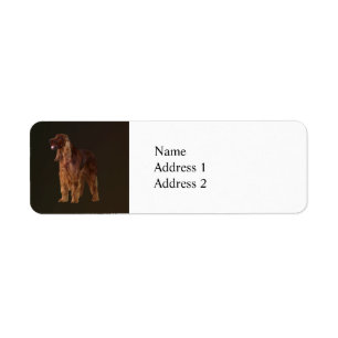 Etiqueta Irish Setter