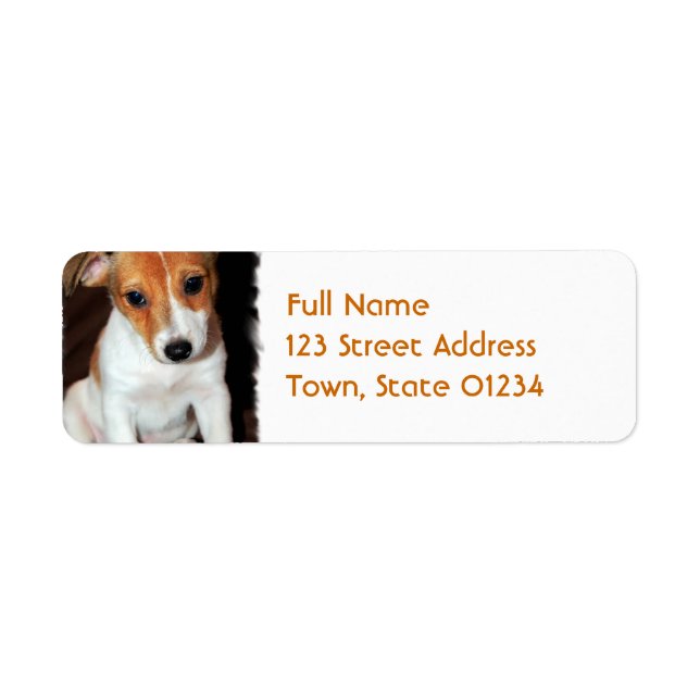 Etiqueta Jack Russell Terrier Cachorro Cachorro (Frente)