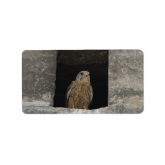 Etiqueta Kestrel in a small wall opening in the old church