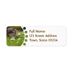 Etiqueta Laboratório do chocolate nas margaridas que envia